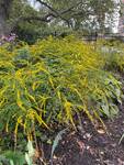 Plant name: Fireworks Goldenrod Solidago rugosa cv. Fireworks